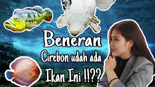 DI CIREBON ADA STORE YANG JUAL IKAN INI?????? || GREBEK TOKO IKAN TERLENGKAP & TERMURAH DI CIREBON