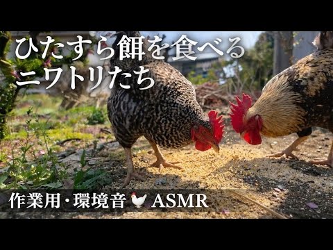 【作業用】ひたすら餌を食べるニワトリたち - YouTube