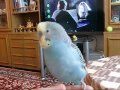 Говорящий попугайчик Вася - смотреть до конца :)