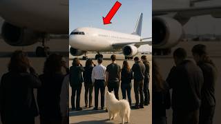 Samoyed saved passengers from a plane explosion. #shorts #ai #aivideo #dangerous #samoyed #rescue
