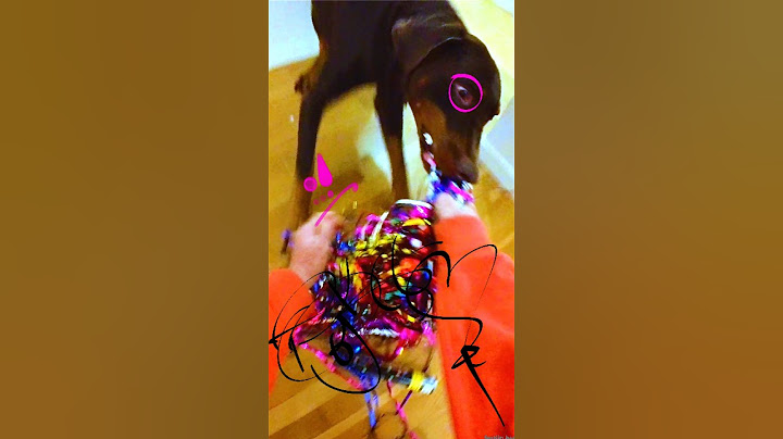 Festive Dog Vlog - Festlig Hund Vlog 🐶🥰😂🥳. #hund #dog #dogvlog #cutedog #doglover