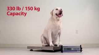 VET330WH Veterinary Scale - Demo Video