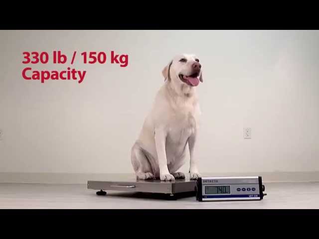 VET330WH Veterinary Scale - Demo Video 