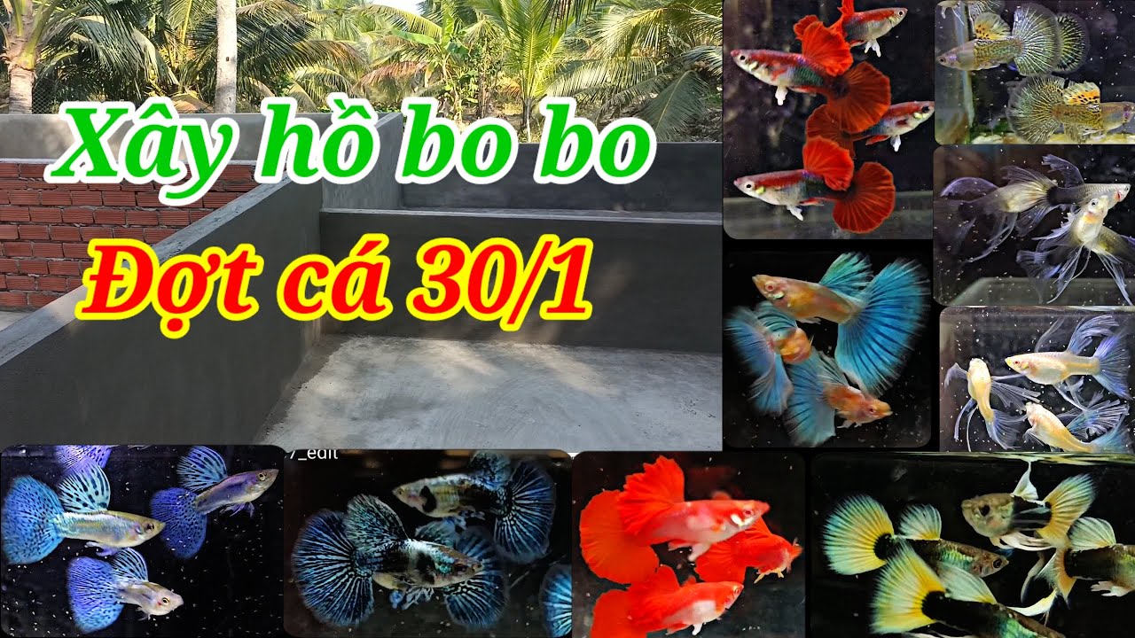 Guppy cá 7 màu #172: Cập nhật những dòng cá đợt cuối tháng, combo dọn hồ và cá thủy sinh tách bầy