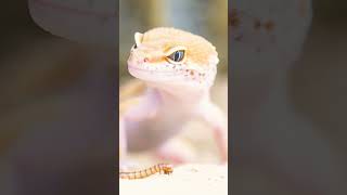 ²🦎🐍 Amphisbaenians, Lizards, Snakes (Order Squamata)