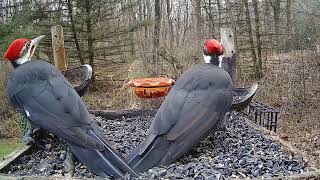 Pileated Woodpeckers, Male & Female!