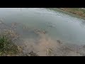 Doppietta di siluri con calamaro in passata a Marcon (VE) fiume zero   #siluro #fiumezero