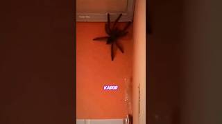 Laba Laba Raksasa Beneran Masuk Kamar