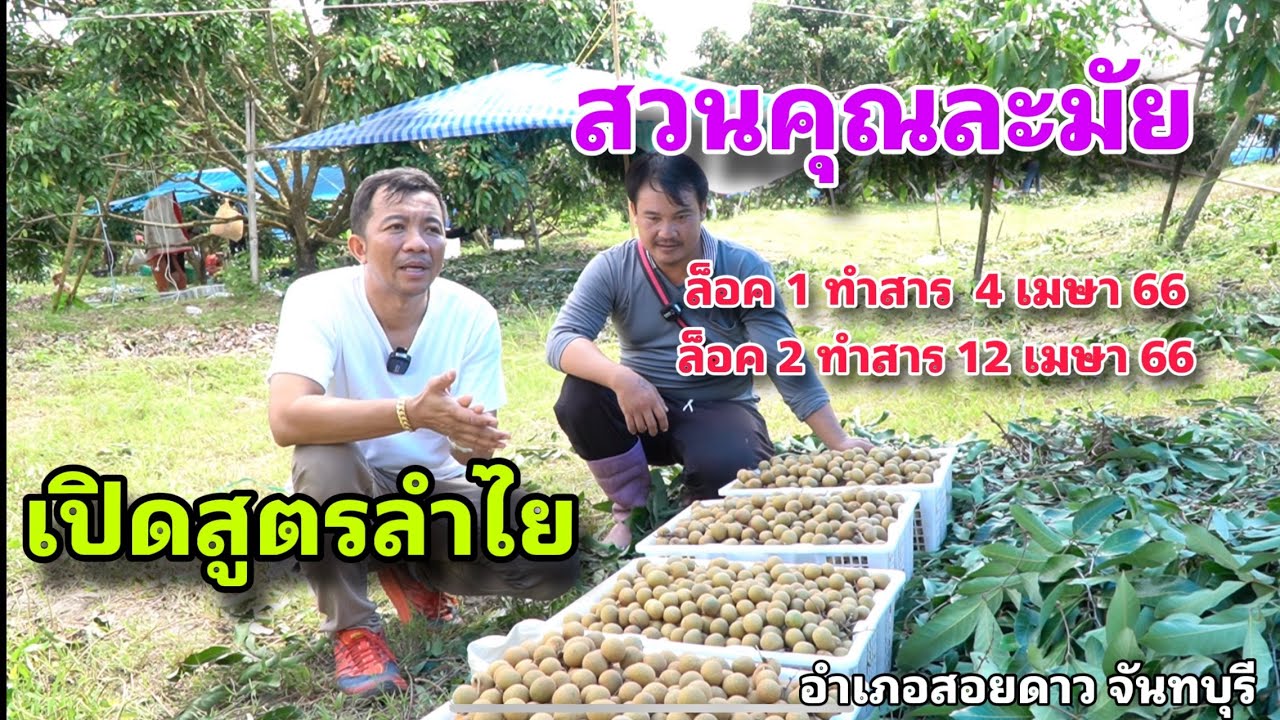 เปิดสูตรลำไยลูกใหญ่ สวนคุณละมัย