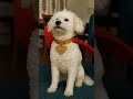 super osito 🐶🦸‍♂️ #mascotas #superman #perrostiktokers #fyp #parati