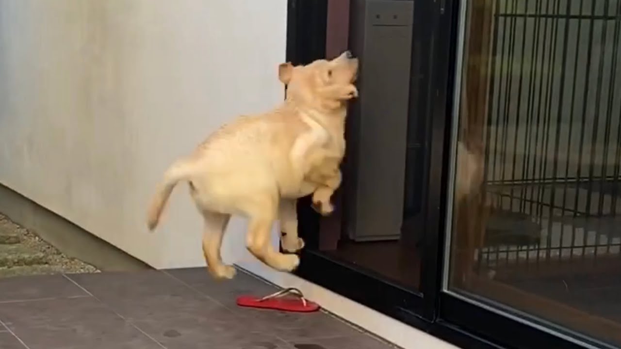 道で会ったおばあちゃんに秒で お腹撫でて したラブラドール また他の人にも 撫でて 天真爛漫かわええ 動画 Retriever Life レトリーバーライフ 道で会ったおばあちゃんに秒で お腹撫でて したラブラドール また他の人にも 撫でて 天真爛漫かわええ 動画 Retriever Life レトリーバーライフ
