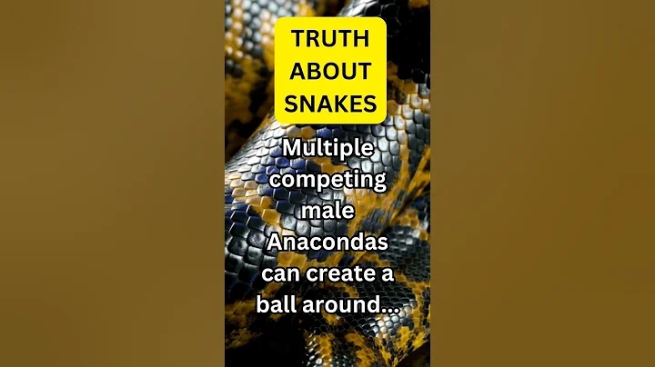 Do YOU know any other strange MATING rituals?🐍💞🐍  #snake #anaconda #nature