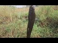 snackhed fishing