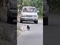 #snowy meeting his neighbor cat friend hehe they play then go home separately before night time 😹😻