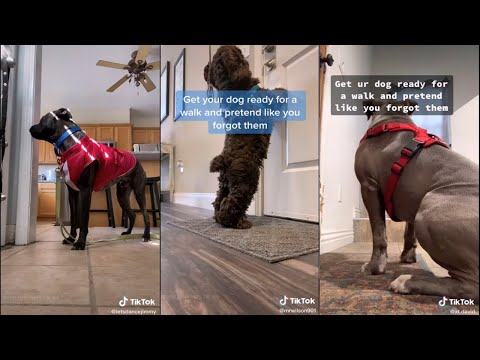 Video: Ditched Pre nový koberec, tento sladký pes hľadá milujúci domov