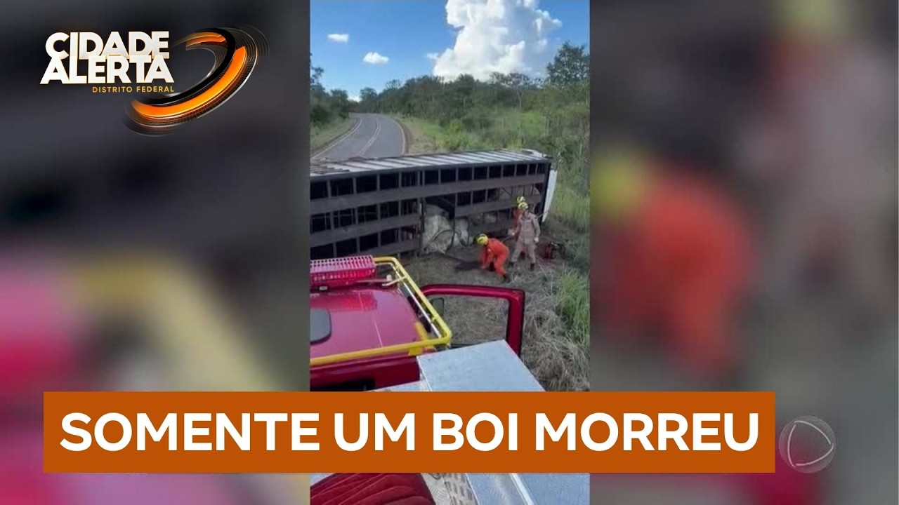 Mal súbito de motorista provoca tombamento de carreta com bois em rodovia de GO | Cidade Alerta DF