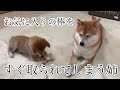 【お気に入りの棒】豆柴ラムちゃん #22