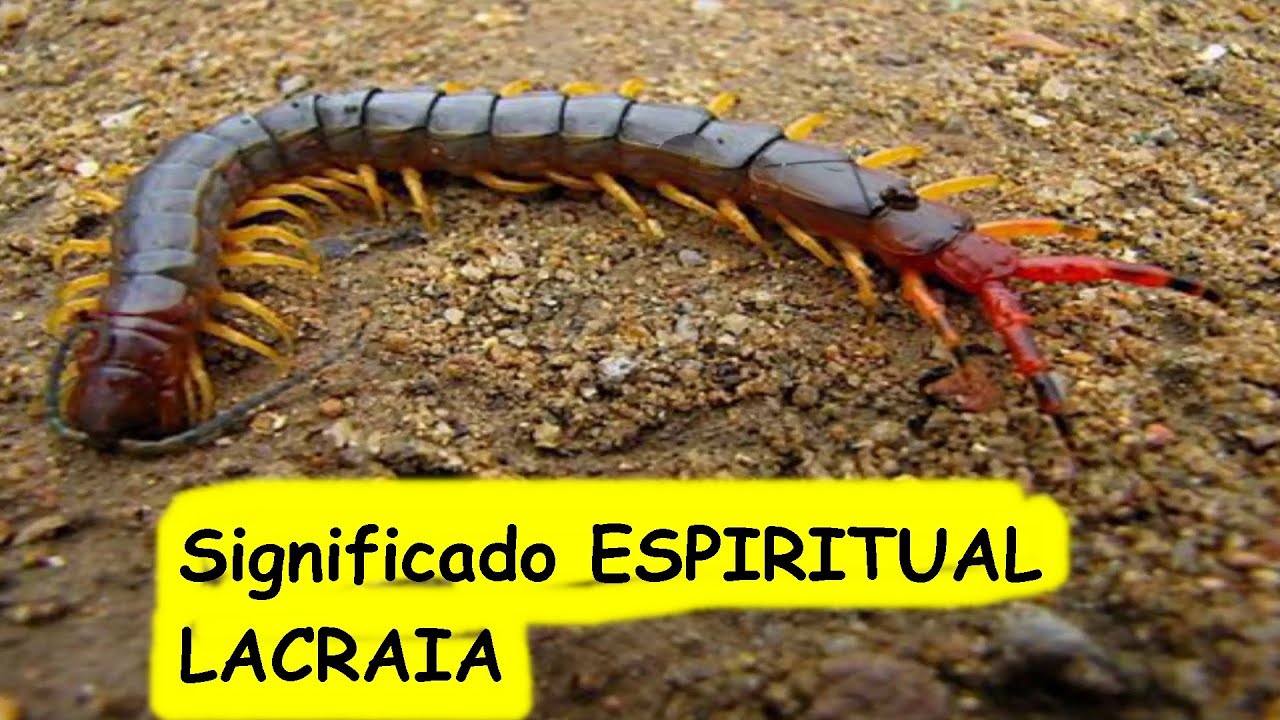 LACRAIA SIGNIFICADO ESPIRITUAL, pode ser interpretada como um símbolo ...