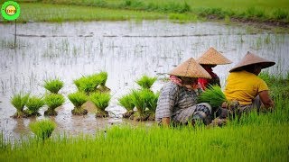 Top 10 Largest Rice Producing Countries in The World