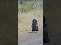 Majestic Bateleur Eagle Takes Flight From The Roadside mp3