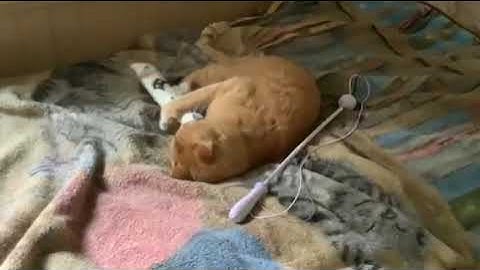 Kitty Kick Stix Brings You the PURRfect Catnip Kicker Toys!