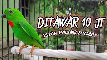Serindit Gacor Nembak Panjang  Full Isian Cililin Buat Masteran Murai Batu dan Kacer