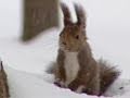 雪の中の元気なエゾリス Energetic squirrel in snow