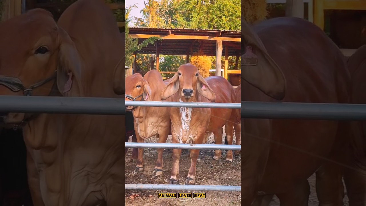 beautiful brhama cow 🐂🔥💥