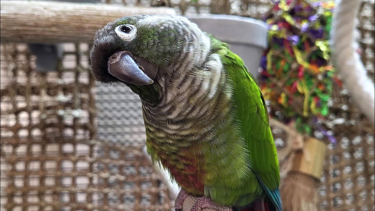happy conure parakeet sounds