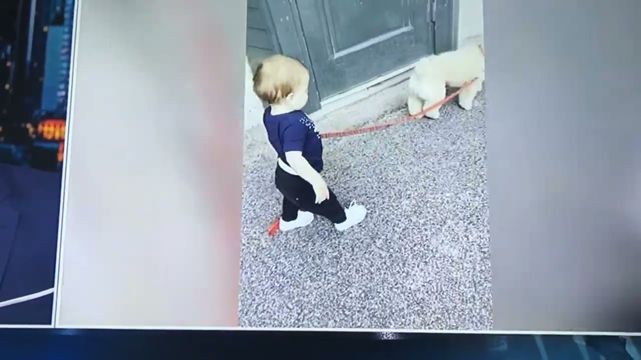 Jesse Jr. Walking Jesse watters Dog 🐩 YouTube