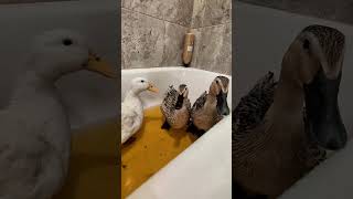 Spa day for the girls, although the betadine dyed my tub pee yellow 😭