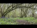 Walking amongst nature  bluebells  birdsong