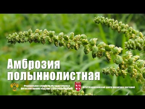 Амброзия полыннолистная