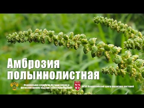 Амброзия полыннолистная