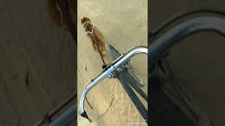 Punjab Pitbull Rambo Browni Line