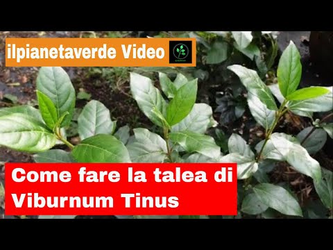 Video: Come Propagare Il Viburno? Regole Per Le Talee Estive. Come Piantare E Far Crescere Il Viburno Decorativo Da Un Osso? Altri Metodi Di Allevamento A Casa