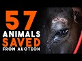 57 Animals Saved from Auction - Horse Shelter Heroes S4E34