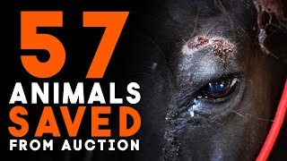 57 Animals Saved from Auction  Horse Shelter Heroes S4E34