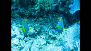 Key Largo Environmental Studies Digital Story