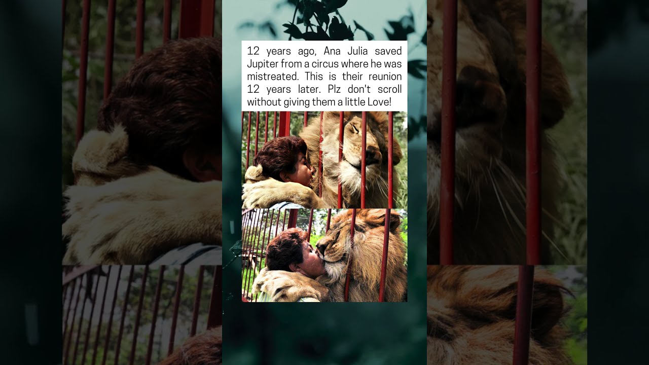 Lion Has A Priceless Reaction After Reuniting With His Rescuer 12 Years Later