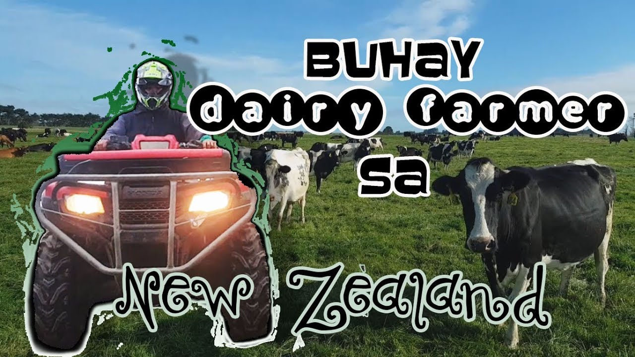 BUHAY DAIRY FARMER SA NEW ZEALAND