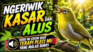 PLECI DAKUN WILIS NGERIWIK KASAR 🔥 Pancingan Pleci Agar Ngeriwik Kasar