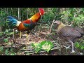 WILD CHICKEN TRAP! | The Primitive Wild Chicken Trap | The Best Wild Chicken Trap