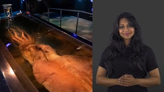Colossal squid in NZSL – Te Papa mobile guide