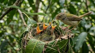 The Architect Who Sews A Living Fortress | Common Tailorbird Full Life Cycle — Leaf to Canopy