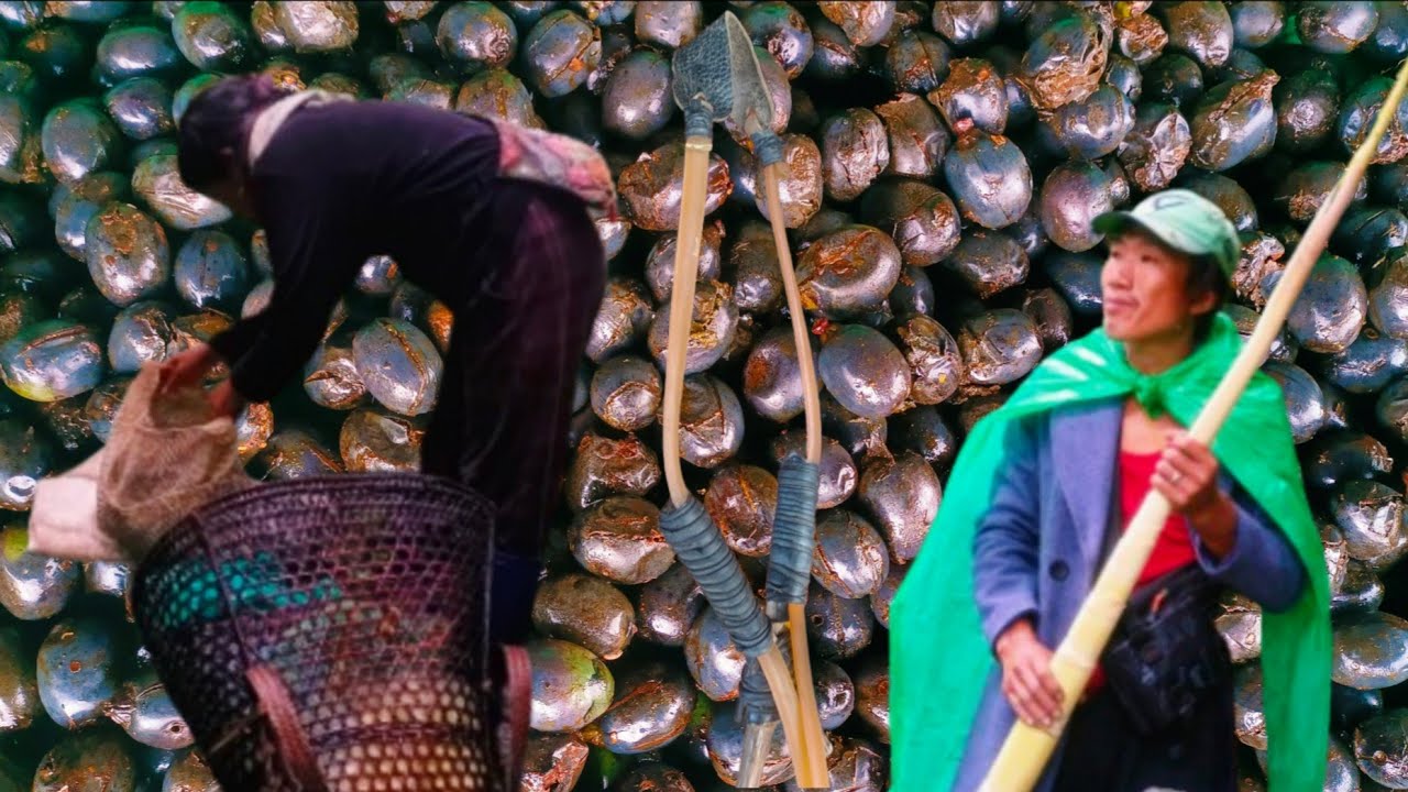 Wild Vegetables Arunachal Pradesh.