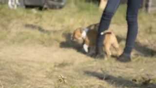 Arsuolis, Amstaff Puppies 55 Days