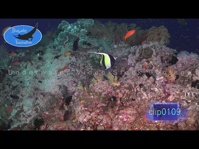 0109_Colorful coral reef with reef fishes. 4K Underwater  Royalty Free Stock Footage.