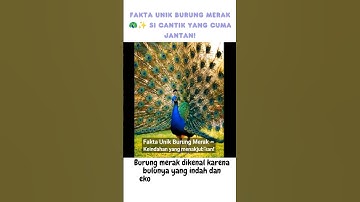 Fakta Unik Burung Merak 🦚✨ Si Cantik yang Cuma Jantan!