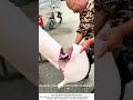 Slicing Fresh Pork with a Sharp Knife – Satisfying Knife Skills 🔪
